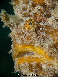 Giant yellow frogfish, taken at the Jetties, Panama City ... by Beate Seiler 